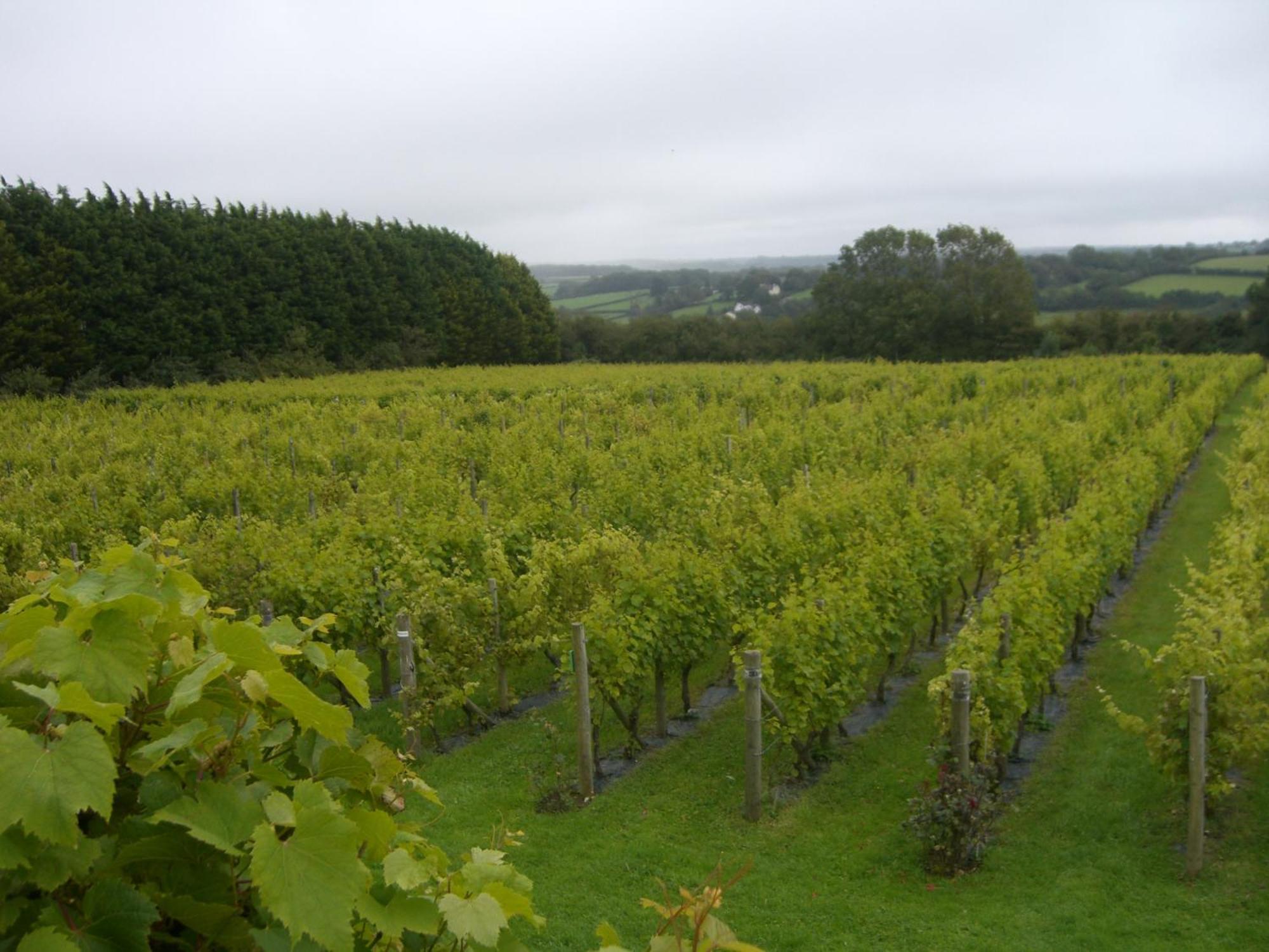 Glyndwr Vineyard Hotel Cowbridge Luaran gambar